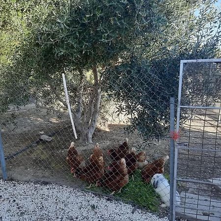 Happy Glamping Cy Villa Agios Theodoros Eksteriør billede